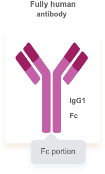 Full human antibody image