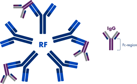 Image of rheumatoid factor (RF) neutralizing IgG by binding to the Fc domain. A smaller image of an IgG is also included that highlights the Fc region.