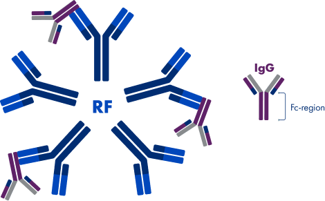 Image of rheumatoid factor (RF) neutralizing IgG by binding to the Fc domain. A smaller image of an IgG is also included that highlights the Fc region.