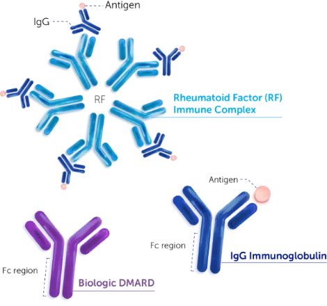 Image of rheumatoid factor (RF) neutralizing IgG by binding to the Fc domain. A smaller image of an IgG is also included that highlights the Fc region.