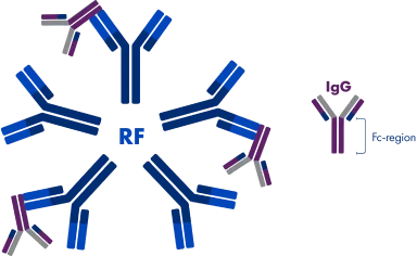 Image of rheumatoid factor (RF) neutralizing IgG by binding to the Fc domain. A smaller image of an IgG is also included that highlights the Fc region.