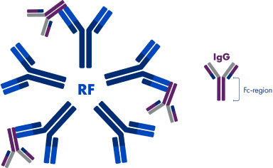 Image of rheumatoid factor (RF) neutralizing IgG by binding to the Fc domain. A smaller image of an IgG is also included that highlights the Fc region.